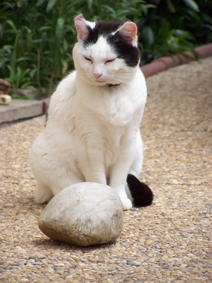 alimentation pour chats